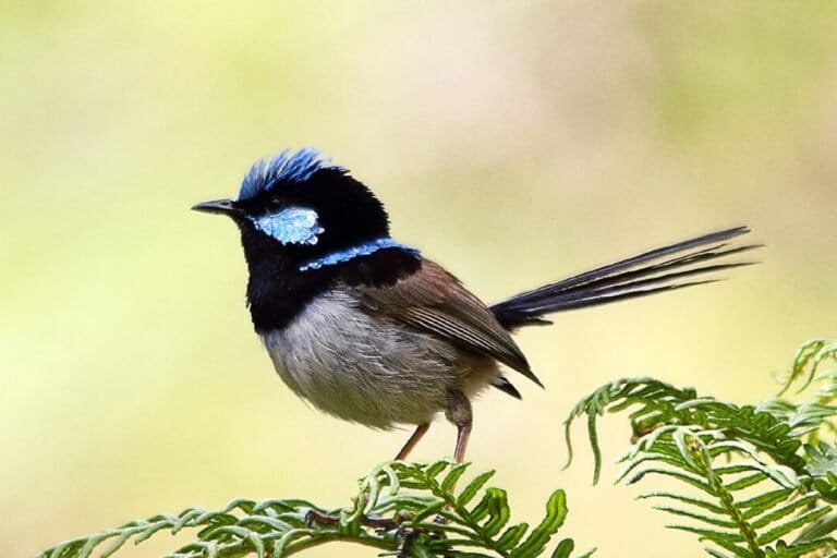 Superb fairywrens disappearing in Australia’s capital: Conserving insects could help save them