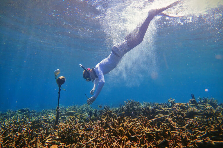 Blast fishing destroys reefs. Underwater microphones can help detect it