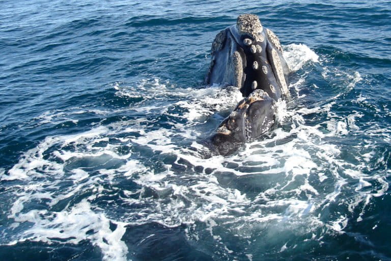 El regreso histórico de las ballenas al Mar Argentino enfrenta una nueva carrera contra el tiempo