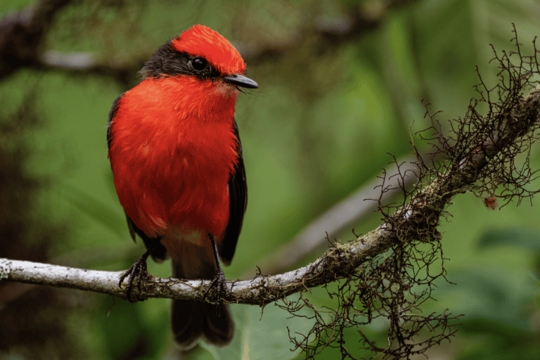 El pájaro brujo empieza a recuperarse en Galápagos gracias a que los científicos aprendieron su comportamiento