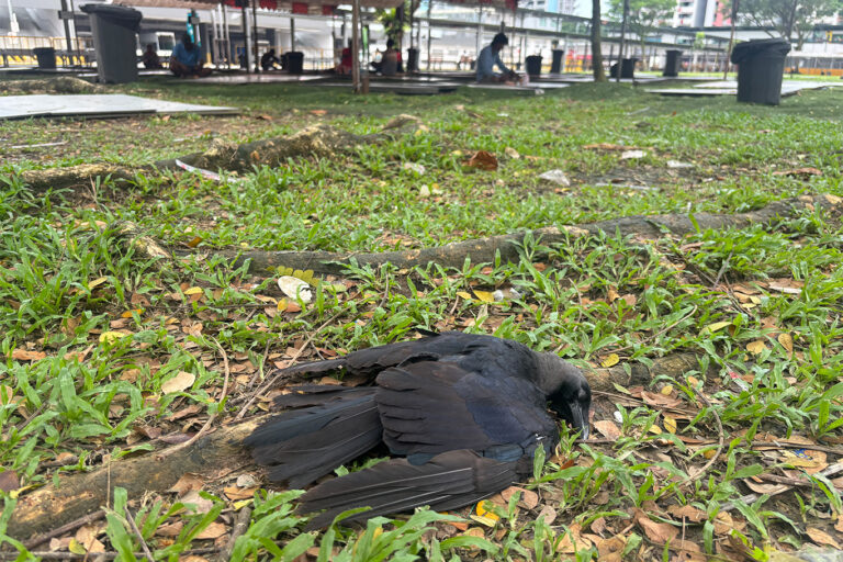 Singapore made a crow-friendly city. Now it wants to shoot them