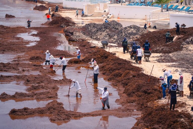 Gases tóxicos y quemaduras: los riesgos que enfrentan quienes retiran el sargazo del mar en el Caribe mexicano