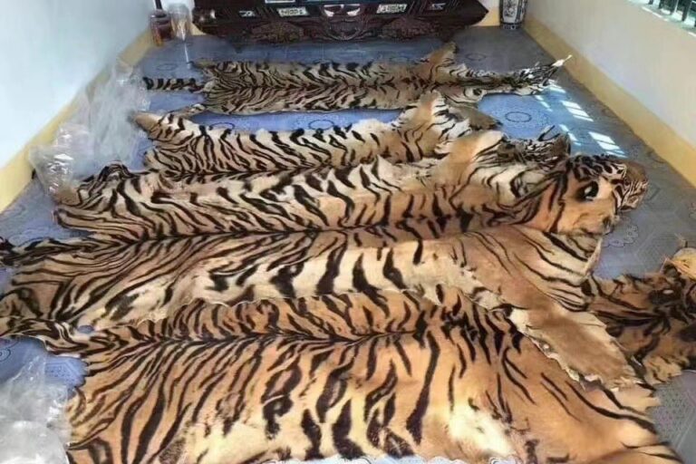Investigation exposes Cambodia’s illegal wildlife trade linked to transnational crime