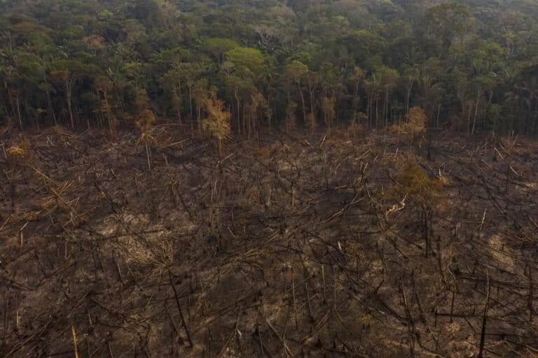 Colombia: el imperio de alias “Calarcá” que devora el bosque amazónico en Caquetá