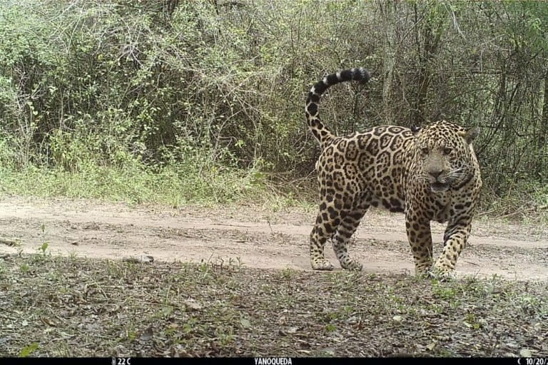 Tres tipos de ganadería avanzan sobre el hábitat del jaguar en el bosque seco de Sudamérica | ESTUDIO