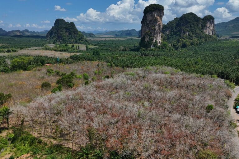 Why carbon markets alone won’t save Southeast Asia’s concessions forests