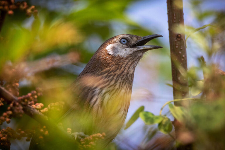 A shy bird found only in Nepal is waiting for the world to notice