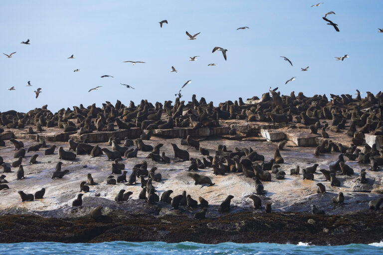 A deadly cross over: In South Africa, rabies moves from land animals to seals