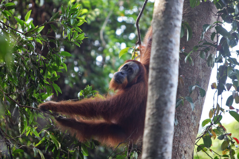 Gold miners breach a crucial refuge for rescued Sumatran orangutans