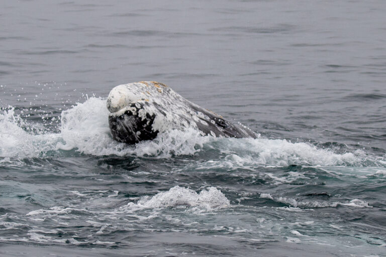 US environmental groups plan to sue to relist gray whales under Endangered Species Act