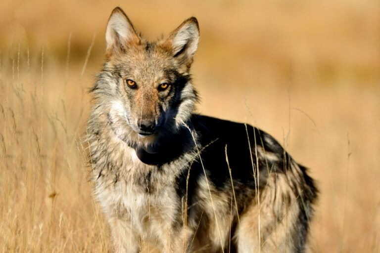 Seis animales al borde de la extinción en América Latina: de la anguila americana al lobo mexicano | Coyuntura ambiental
