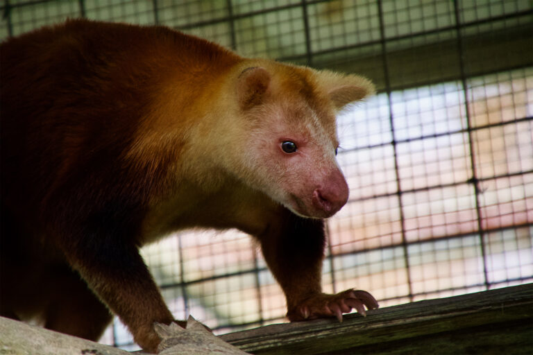 New ‘conservation deed’ aims to protect tree kangaroos, forests, people in Papua New Guinea