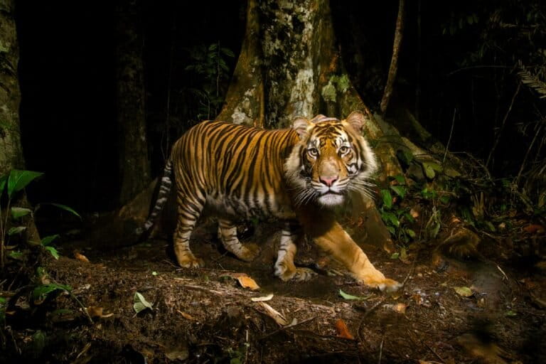 From seizure to sentence: Weak prosecution leaves tigers vulnerable to trafficking in Southeast Asia: Report