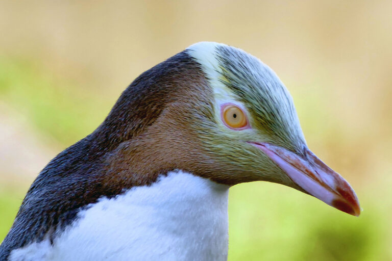 As yellow-eyed penguins disappear, conservationists focus on deaths in fishing nets