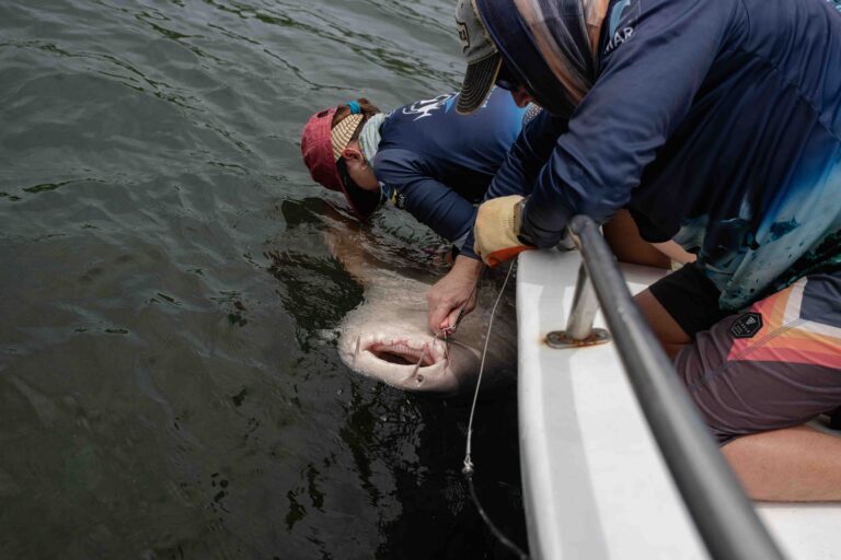 Costa Rica: la tecnología revela la vida secreta de los tiburones nodriza del Pacífico