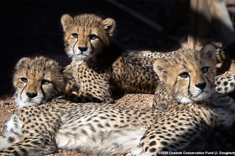 Cheetah cubs at Prague Zoo are doing well after a period of strong storms and their mother’s illness