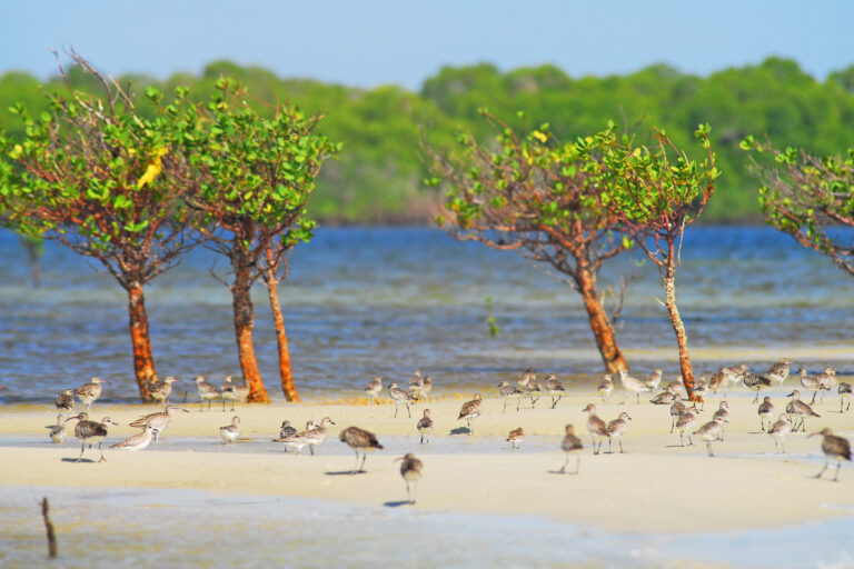 UN fund for sharing biodiversity benefits struggles for attention — and money