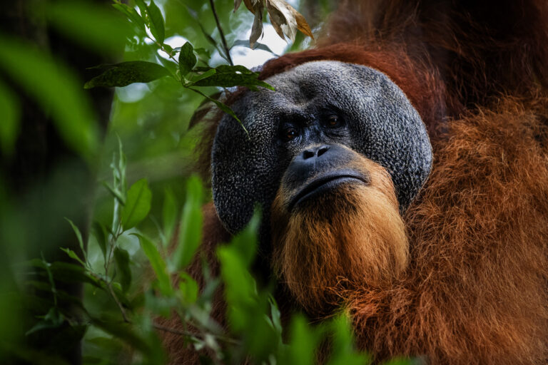 Singkil peat swamp: The embattled orangutan capital of the world