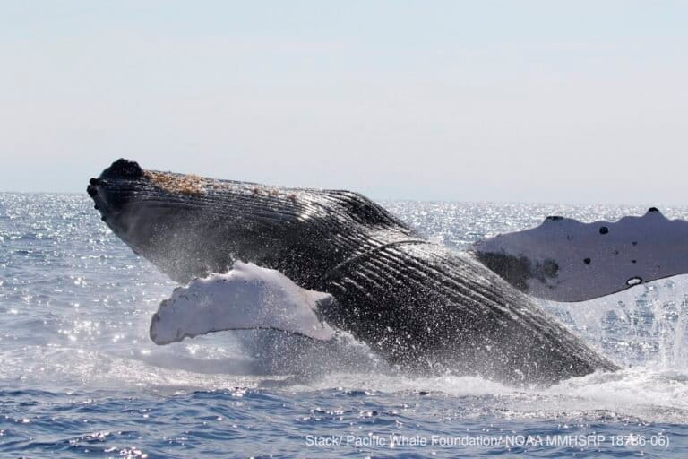 Marine heatwave likely caused sharp decline in Hawaiian humpback whales, study finds