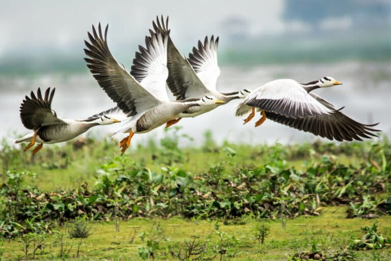 Decline of migratory birds spurs calls for coordinated conservation