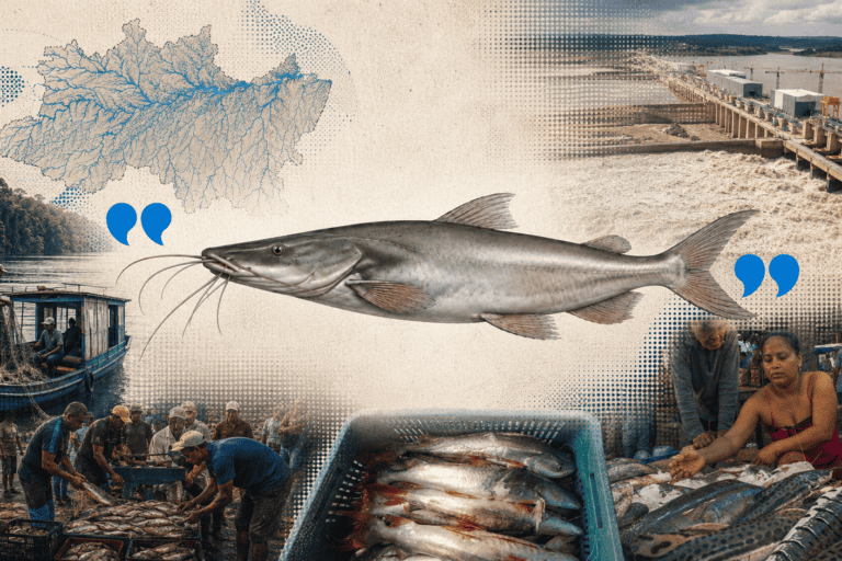 Bagre dorado: el pez migratorio que ayuda a entender las crisis de los ríos de la Amazonía