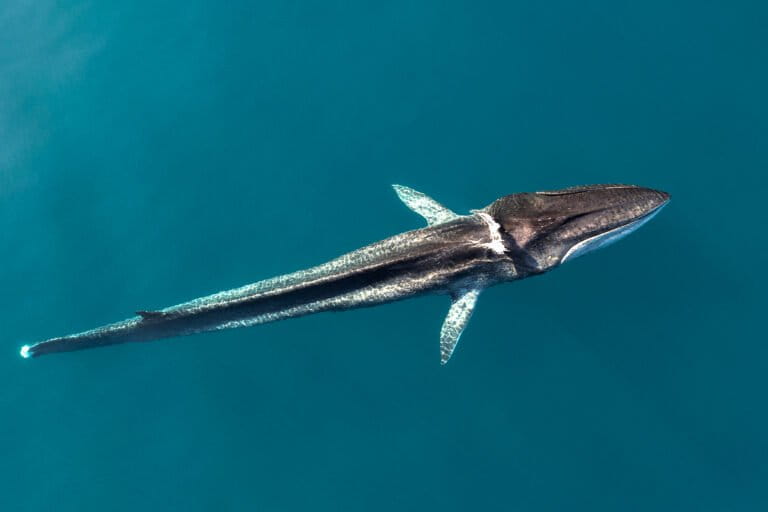 Can we stop ships from killing the Mediterranean’s last great whales?