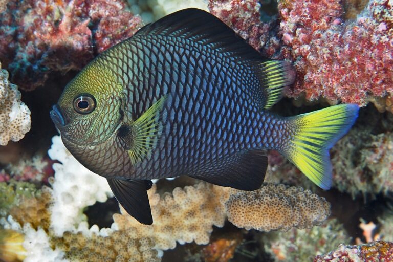 Damselfish-assisted repair of wounded corals surprises scientists