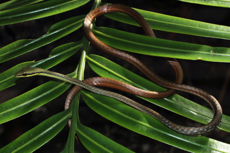 Global experts gather in Sri Lanka for historic first World Congress on Snakes