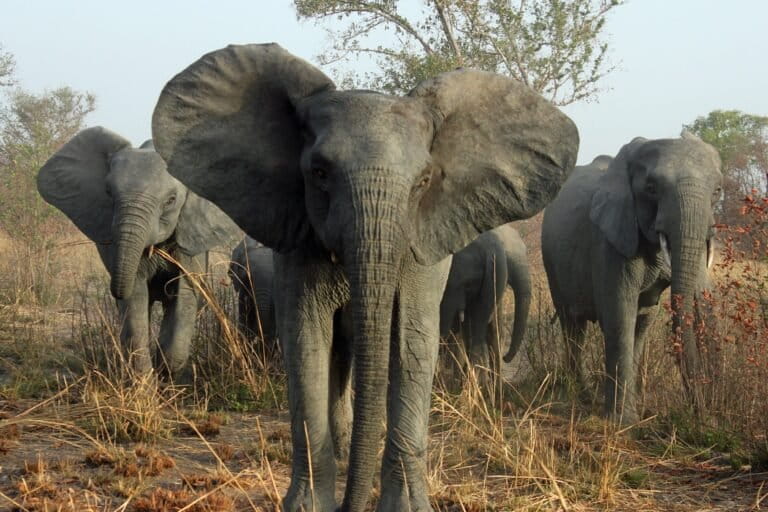 ‘How did you come to be here?’ Study digs into origins of Zambian wildlife crime