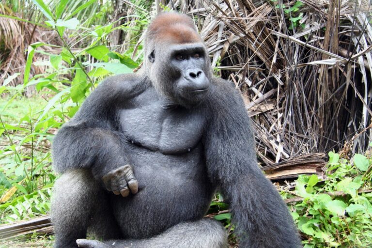 Ebola, twins and women-led conservation: Reporting on gorillas for World Gorilla Day