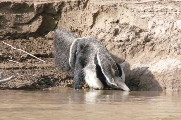 A giant anteater’s return in Argentina offers a case for letting nature restore itself