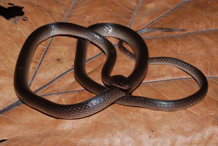 New nocturnal snake from New Guinea named after Slash of Guns N’ Roses