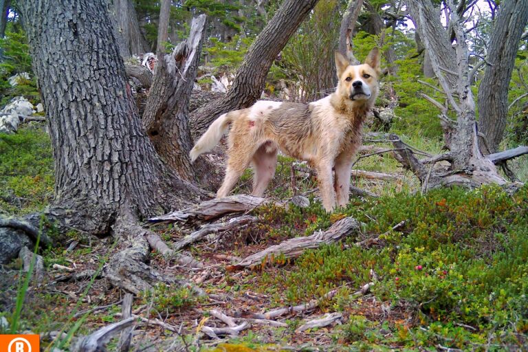 Chile: expertos advierten que los perros que afectan a la fauna y ganadería van más allá de los asilvestrados