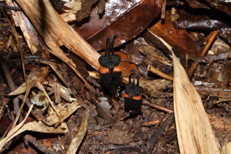 A ‘devil-like’ flower from Thailand is new to science — and critically endangered