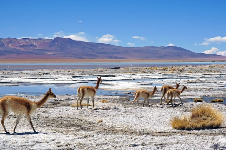 Copper boom fueling energy transition puts Earth’s wildlands at risk