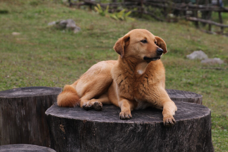 Bhutan recognized for eliminating dog-transmitted rabies ahead of World Rabies Day