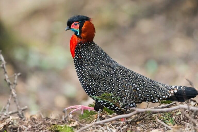 Colorful Himalayan pheasants face a less rosy future under human pressure