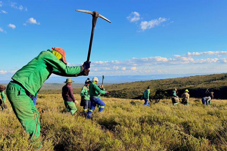 South Africa’s new gold rush: Spekboom restoration speeds up, but it’s a bumpy road, insiders report