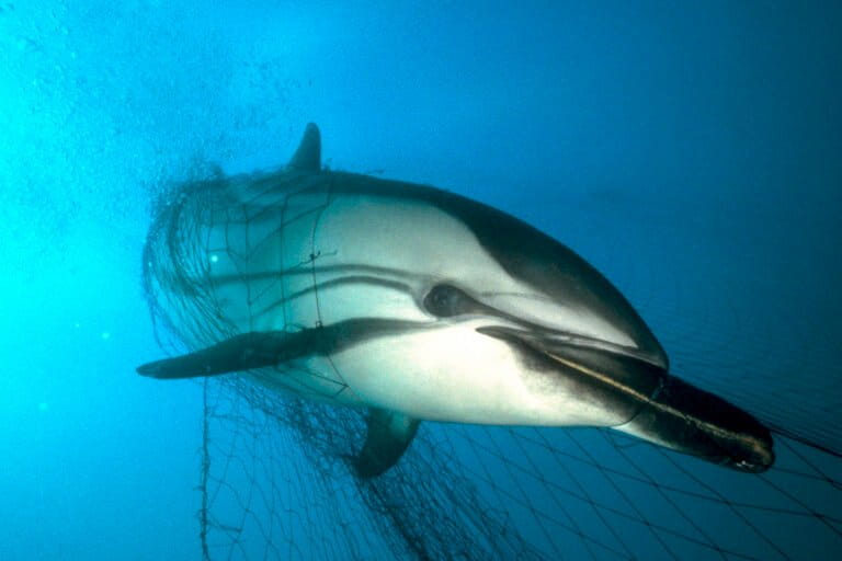 World Dolphin Day: Reporting unusual behavior, threats and increased protections