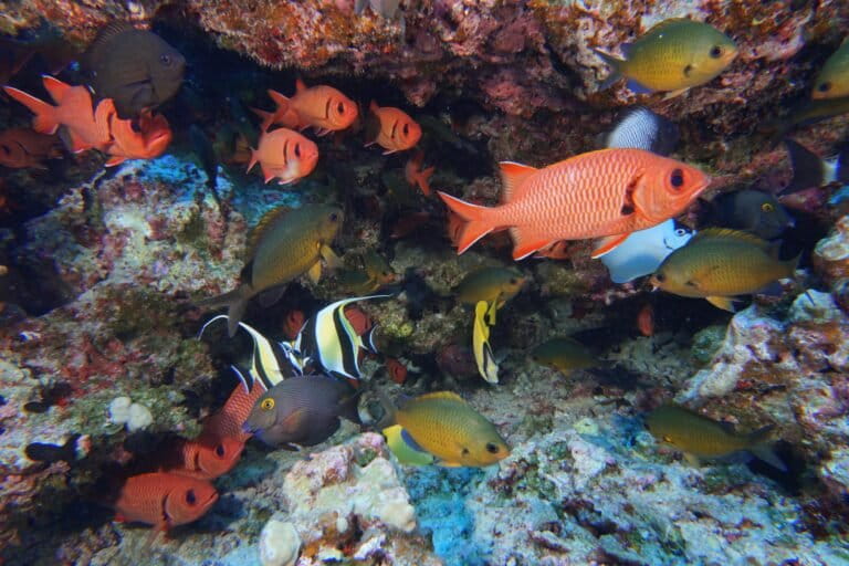 Global coral reefs get less time to recover as oceans heat up, report finds