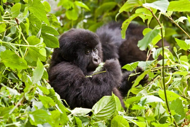 Ugandans plant trees near national park to keep people out of gorillas’ habitat