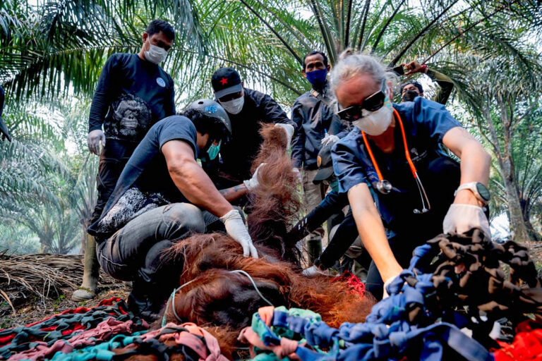 Rescuers scramble to save orangutans as El Niño-boosted fires spread across Borneo