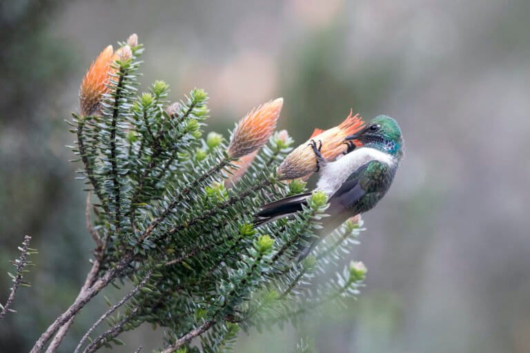 Cerro de Arcos, el hogar del fascinante colibrí estrella de garganta azul que está en peligro de extinción | Reportaje fotográfico