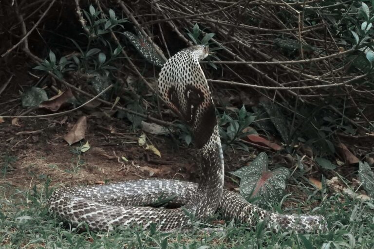 A study unravels the genetic mystery of a cobra divided by sea