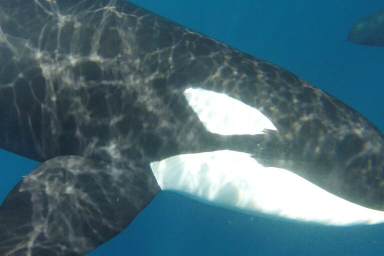 Alarmante calentamiento del océano, una orca sería un nuevo descubrimiento para la ciencia, el Chocó colombiano está bajo amenaza y más | Lo más leído