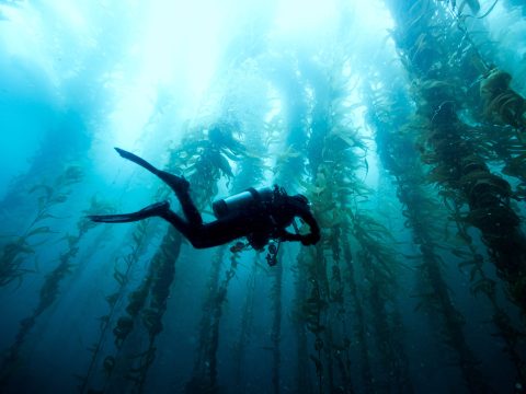Who shapes climate science? The equity question facing the IPCC
