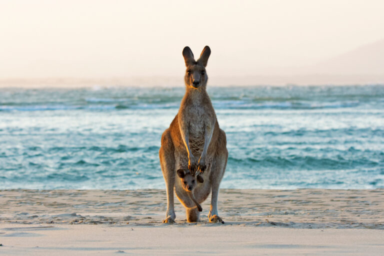 Australia sacrifica una cifra récord de canguros y reaviva el debate sobre los métodos de control de esa especie