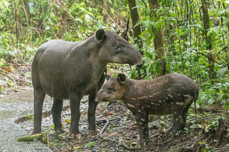 Comunidades indígenas del Darién ensayan una nueva forma de financiar la conservación