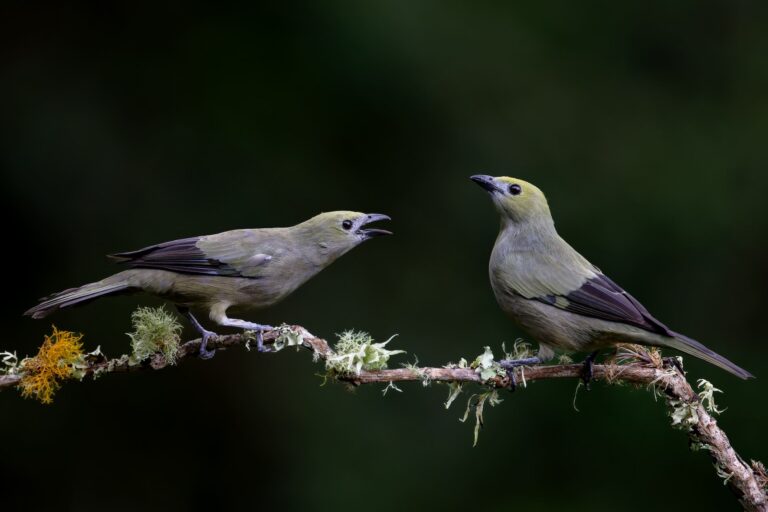 Las voces de la naturaleza que dieron vida a Macondo: así se construyó el paisaje sonoro de Cien años de soledad