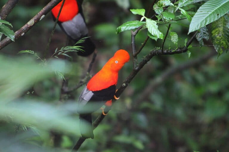 Nearly 90% of countries adopt biodiversity targets, but most remain off track